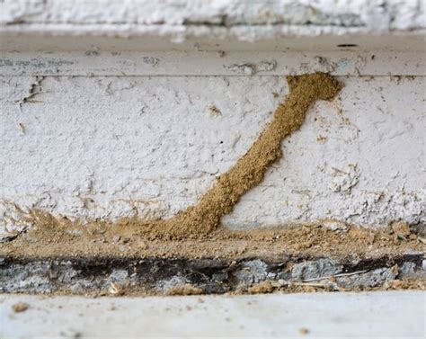 Termite mud tubes. Things To Know About Termite mud tubes. 